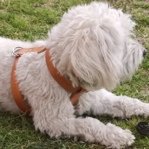 Equipo o arnés para perro
